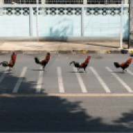 bdevv