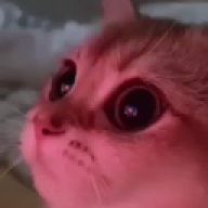xmadison