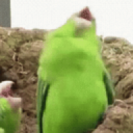 papu66