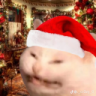 mrcapybarar