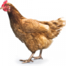 rozh9224