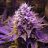 purplehaze999