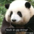 .pandarodan.