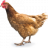 rozh9224